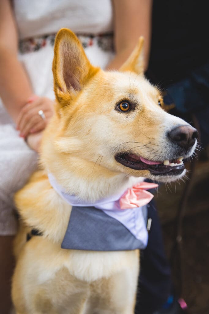 Couple with their dog enjoying a photoshoot, captured in a natural and candid moment by a San Francisco Bay Area wedding photographer.